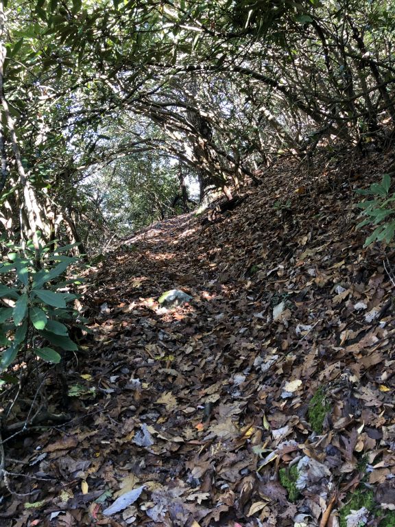 Much of the AT goes through the "green tunnel" - rhododendrons that grow over the path.