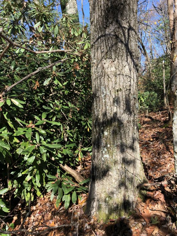 I just liked the way the leaves produced shadows on this tree trunk.