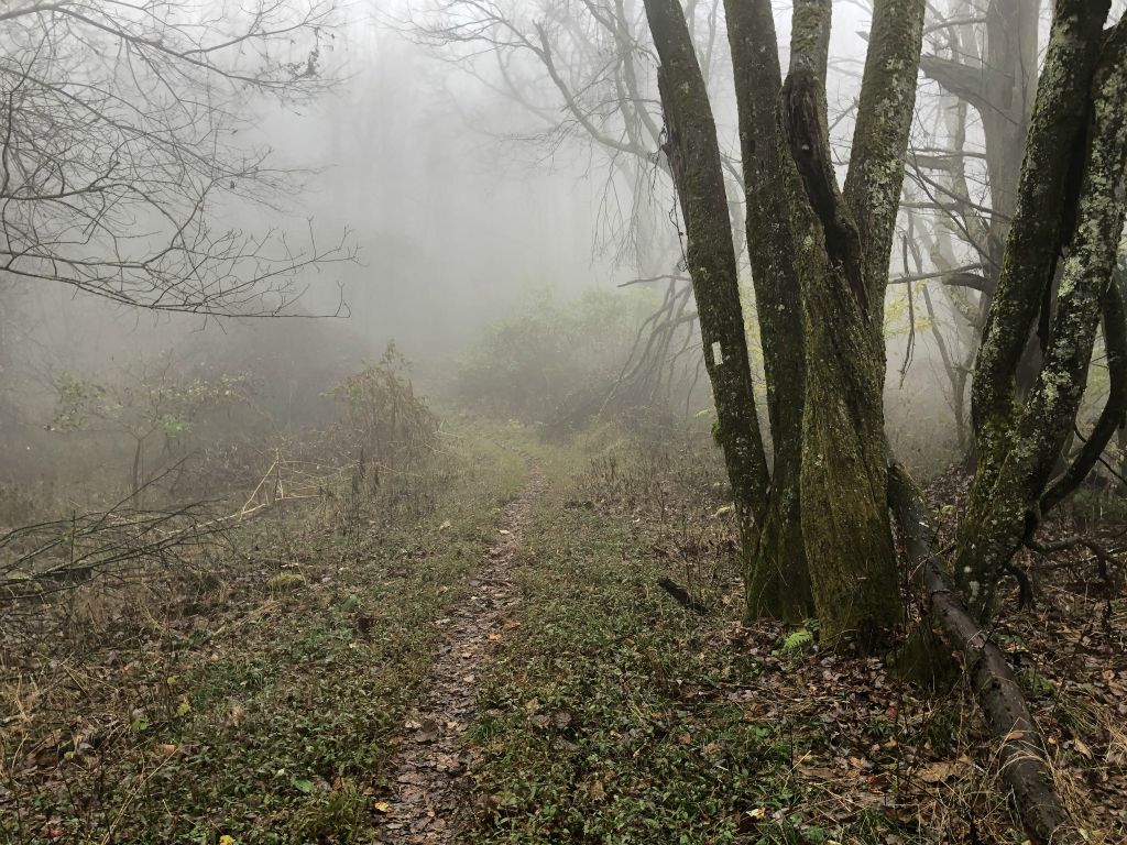 Overnight, it started raining, and the drizzle continued in the morning. It made for more spooky scenes like this. The sun didn't manage to come out of the clouds until midday.